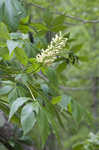 Yellow buckeye